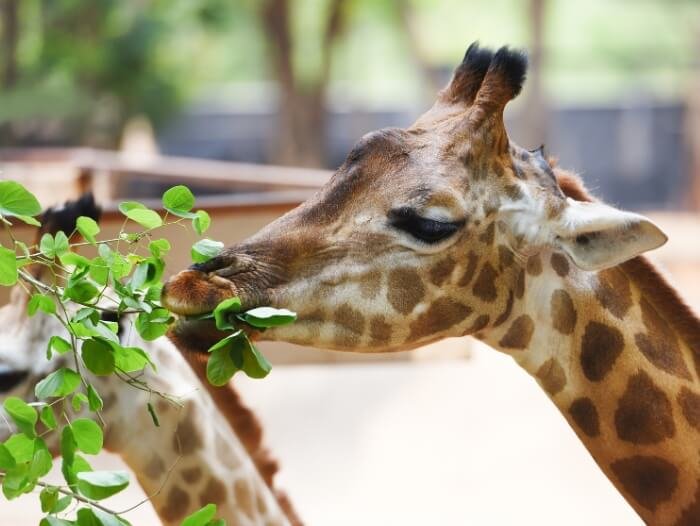 giraffes eating at fuerteventura top attraction oasis park