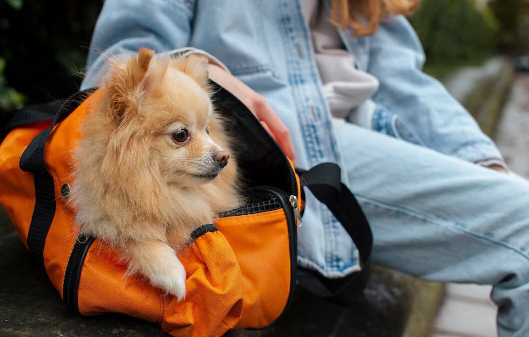 Exploring Pet-Friendly Airlines Flying to the Canary Islands: A Comprehensive Guide for UK Pet Owners